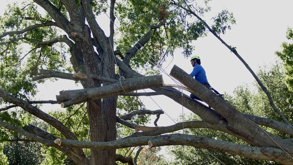 Professional Crown Thinning performed by certified arborists in Plain