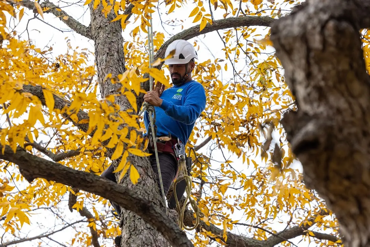 Skilled Emergency Tree Service crew working in Plain